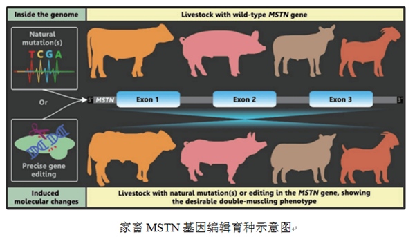 d36ce8341b6d49668353416c3d0c03a2.png 基因编辑育种图_副本.png